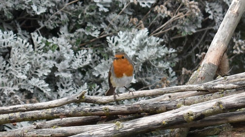 Robin resting on twigs at Birling Gap